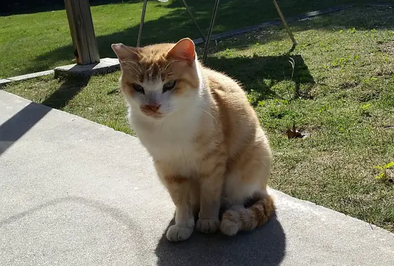 裏庭のねこちゃん