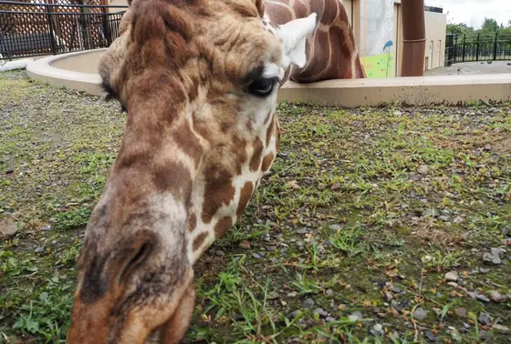 キリンを上から撮れちゃう！