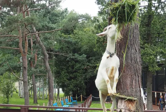 背伸びするヤギが撮れちゃう！
