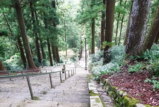 菩提梯