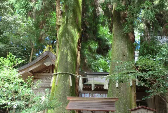 夫婦杉