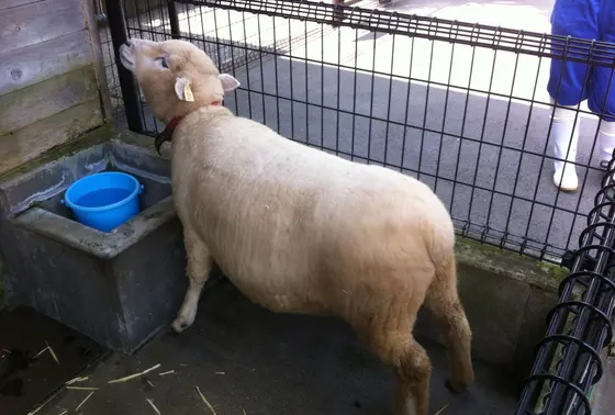 モコモコした動物