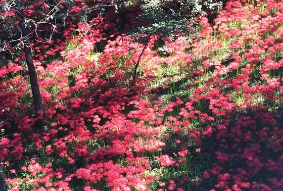 巾着田