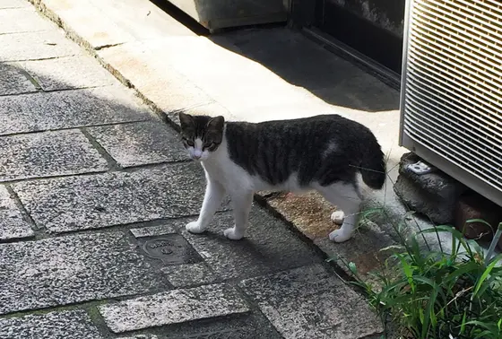 路地裏の猫