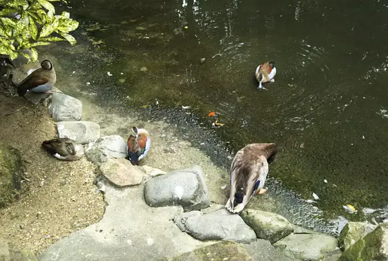 ウォーキングサファリ