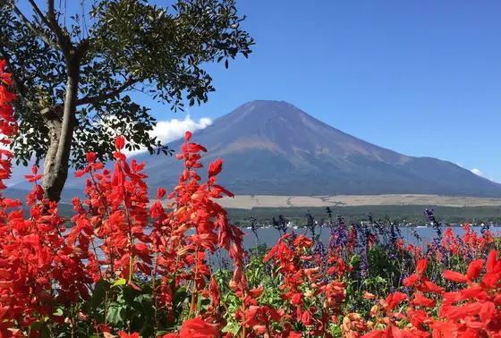 サルビアと富士山