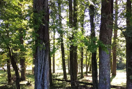 ちょびっと森林コース