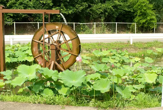 古代蓮も群生しています！