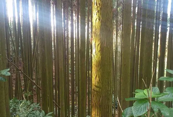 光に満ちる奥の院