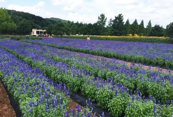 四季折々の花たちに囲まれて
