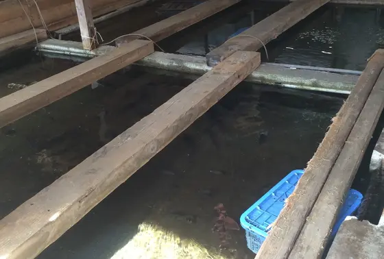 生簀には