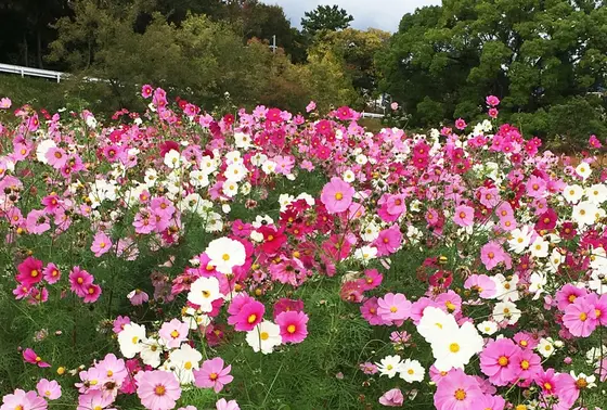季節の花も楽しめます