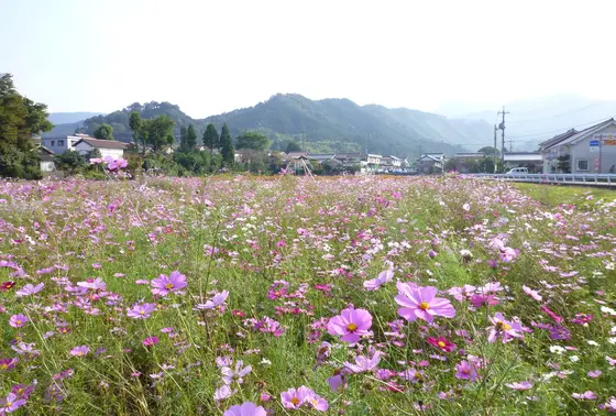 秋にはコスモスが咲き誇る