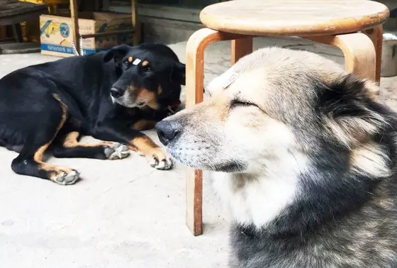 工房・育陶園(いくとうえん)の招き犬