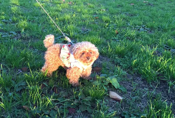 無料ドックラン Free dog run