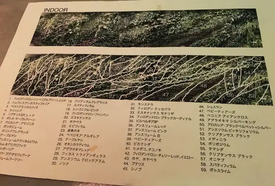 植物リスト