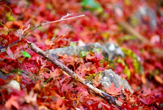 紅葉