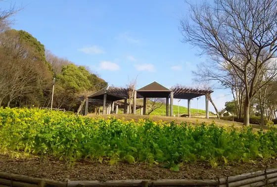 コスモスの丘