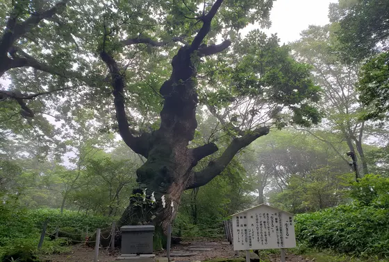 御神木