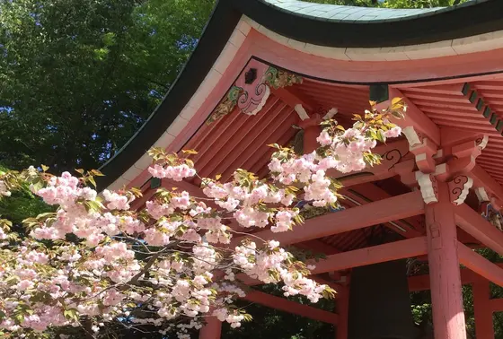 花もきれいに咲いています。