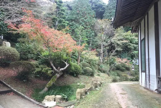 庭