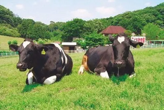 動物と触れ合える