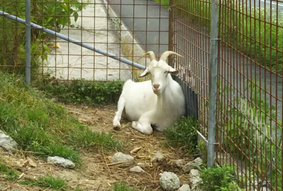 ヤギ