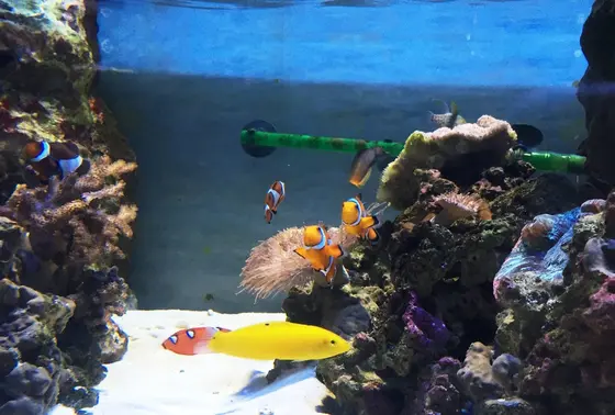 ニモもおるよ！