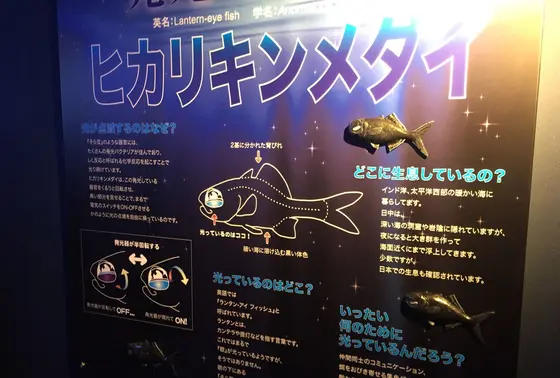 深海のイルミネーション