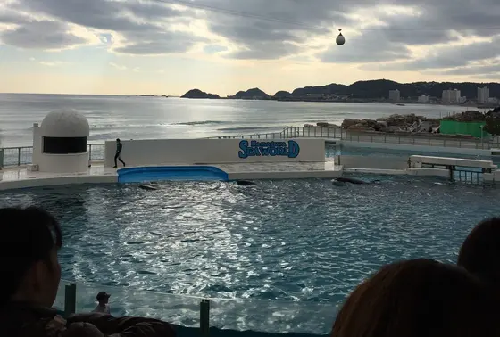 シャチのショー