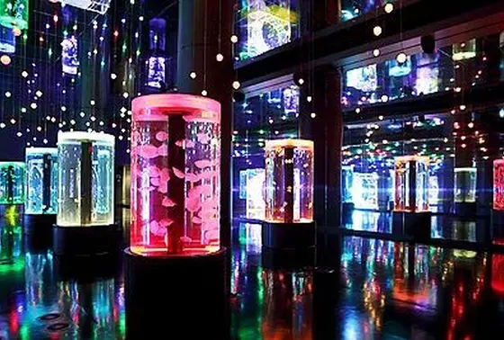 クラゲのコーナー