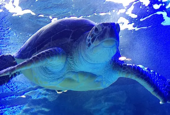 サービス精神のある動物達