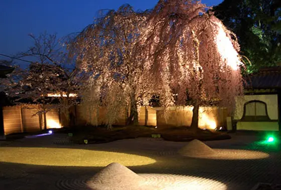 しだれ桜
