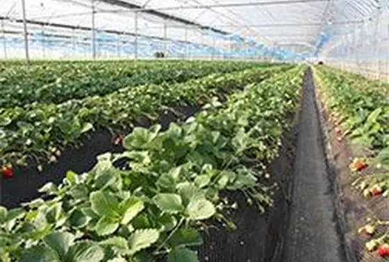 開花以降は無農薬栽培なので安全安心！洗わずにそのまま食べることができます‼︎