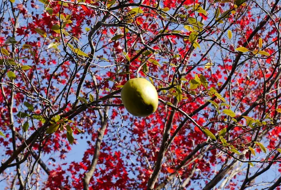 紅葉