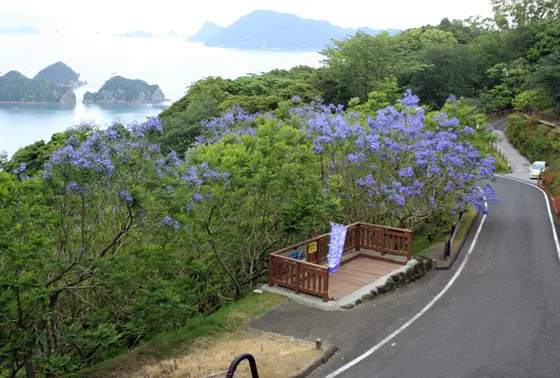 日本で唯一の群生林