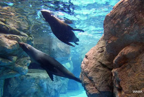 京都水族館