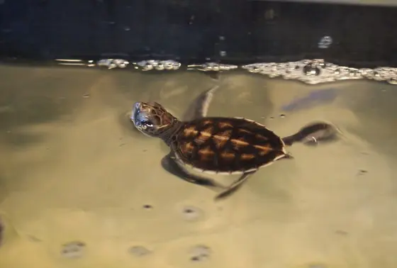 ウミガメの赤ちゃん