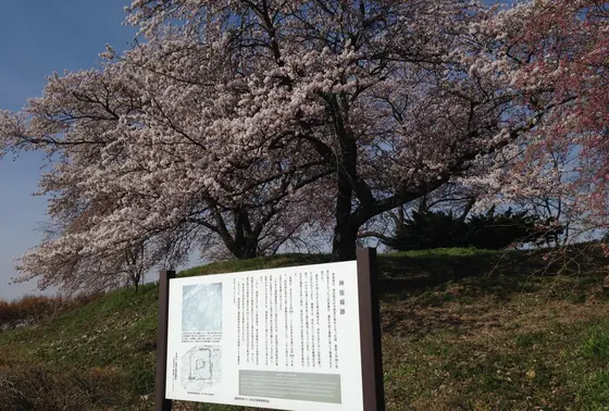 春は花見客が多いです