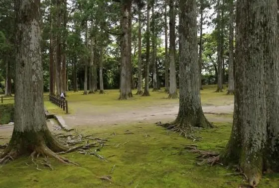 杉林