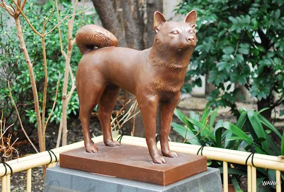 元犬のアップ