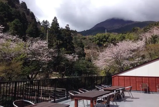 テラスから眺める桜