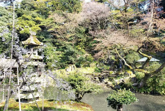 桜が見頃