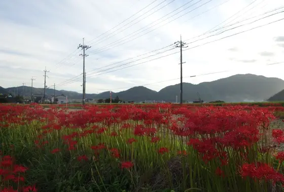 一面に咲く彼岸花
