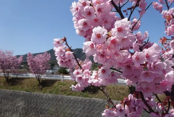 春の訪れ
