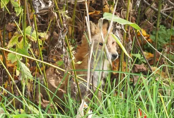 野生のキツネと出会う