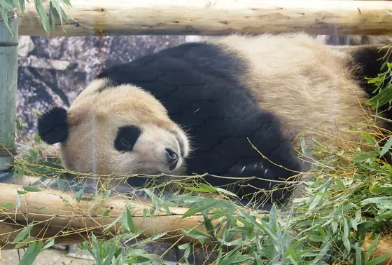大人のパンダ