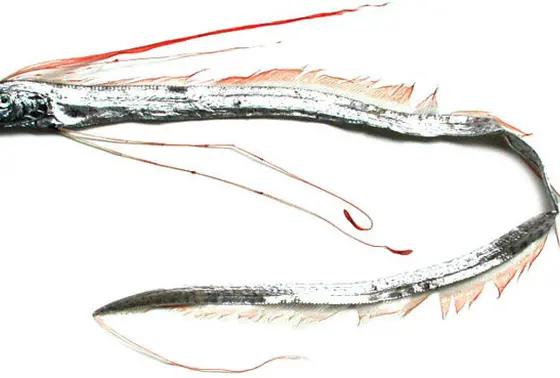 リュウグウノツカイ