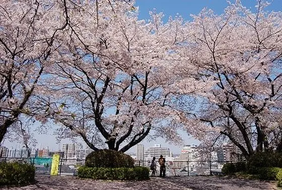 いろは坂桜公園
