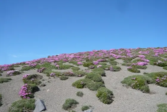 下りの霧島つつじ